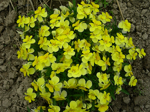 pansy in flower